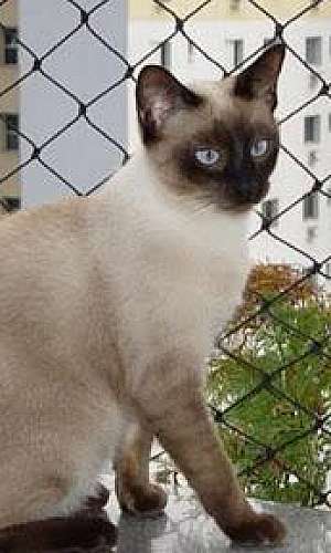 Tela de proteção para gatos guarulhos Tela de proteção para gatos guarulhos